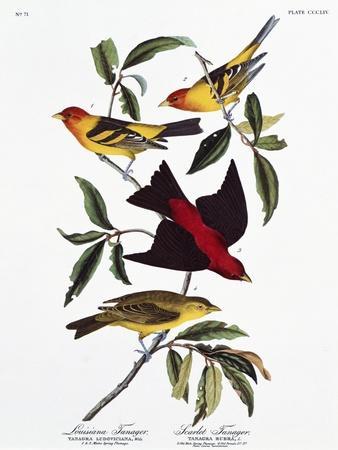 https://imgc.allpostersimages.com/img/posters/louisiana-tanager-and-scarlet-tanager_u-L-Q1HAFGI0.jpg?artPerspective=n