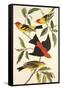 Louisiana Tanager, Scarlet Tanager-John James Audubon-Framed Stretched Canvas