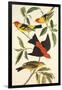 Louisiana Tanager, Scarlet Tanager-John James Audubon-Framed Art Print