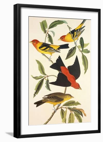 Louisiana Tanager, Scarlet Tanager-John James Audubon-Framed Art Print