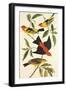 Louisiana Tanager, Scarlet Tanager-John James Audubon-Framed Art Print