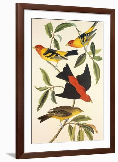 Louisiana Tanager, Scarlet Tanager-John James Audubon-Framed Art Print