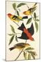 Louisiana Tanager, Scarlet Tanager-John James Audubon-Mounted Art Print