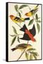 Louisiana Tanager, Scarlet Tanager-John James Audubon-Framed Stretched Canvas