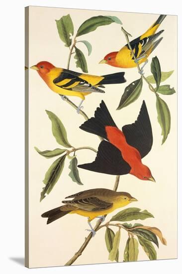 Louisiana Tanager, Scarlet Tanager-John James Audubon-Stretched Canvas