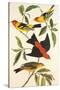 Louisiana Tanager, Scarlet Tanager-John James Audubon-Stretched Canvas