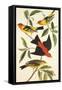 Louisiana Tanager, Scarlet Tanager-John James Audubon-Framed Stretched Canvas