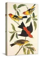 Louisiana Tanager, Scarlet Tanager-John James Audubon-Stretched Canvas