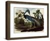 Louisiana Tricolor Heron-John James Audubon-Framed Premium Giclee Print