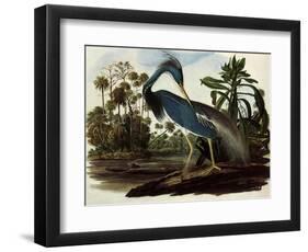 Louisiana Tricolor Heron-John James Audubon-Framed Premium Giclee Print