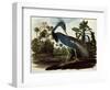 Louisiana Tricolor Heron-John James Audubon-Framed Premium Giclee Print