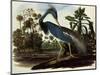 Louisiana Tricolor Heron-John James Audubon-Mounted Premium Giclee Print