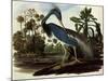 Louisiana Tricolor Heron-John James Audubon-Mounted Giclee Print