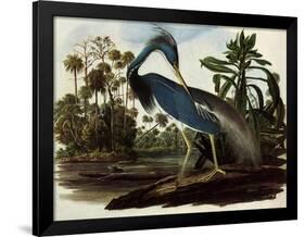 Louisiana Tricolor Heron-John James Audubon-Framed Giclee Print