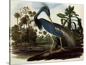 Louisiana Tricolor Heron-John James Audubon-Stretched Canvas