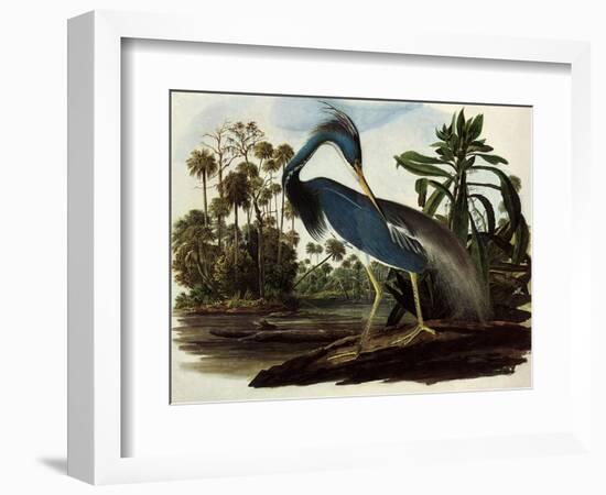 Louisiana Tricolor Heron-John James Audubon-Framed Giclee Print