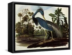 Louisiana Tricolor Heron-John James Audubon-Framed Stretched Canvas