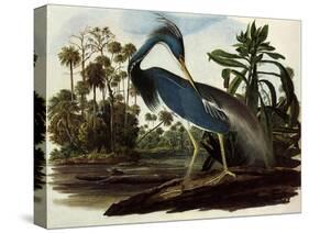 Louisiana Tricolor Heron-John James Audubon-Stretched Canvas