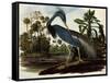 Louisiana Tricolor Heron-John James Audubon-Framed Stretched Canvas