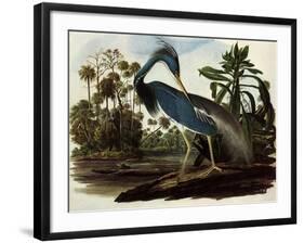 Louisiana Tricolor Heron-John James Audubon-Framed Giclee Print