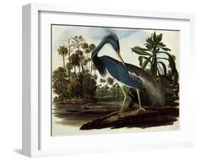 Louisiana Tricolor Heron-John James Audubon-Framed Giclee Print