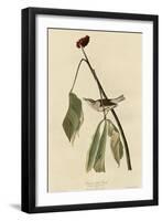 Louisiana Water Thrush-null-Framed Giclee Print