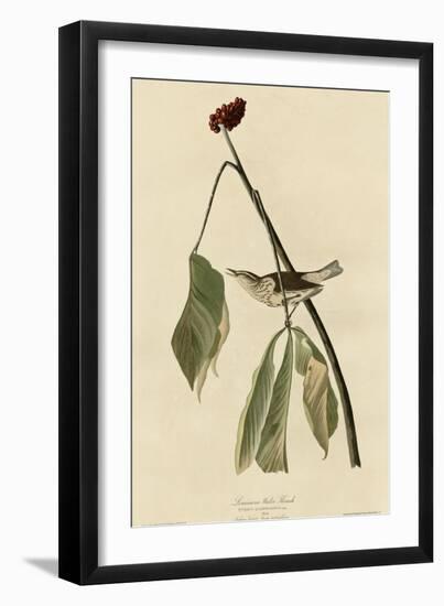 Louisiana Water Thrush-null-Framed Giclee Print