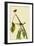 Louisiana Waterthrush-John James Audubon-Framed Giclee Print