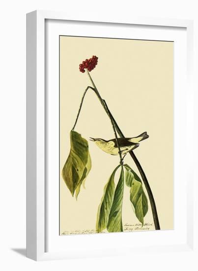 Louisiana Waterthrush-John James Audubon-Framed Giclee Print