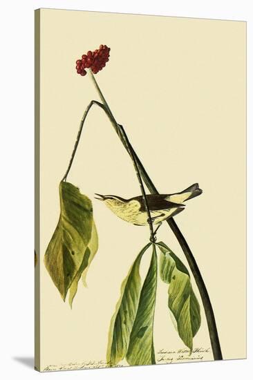Louisiana Waterthrush-John James Audubon-Stretched Canvas