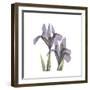 Lounging Lavender 1-Albert Koetsier-Framed Premium Giclee Print