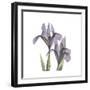 Lounging Lavender 1-Albert Koetsier-Framed Premium Giclee Print