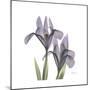 Lounging Lavender 1-Albert Koetsier-Mounted Premium Giclee Print