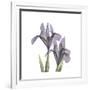 Lounging Lavender 1-Albert Koetsier-Framed Premium Giclee Print