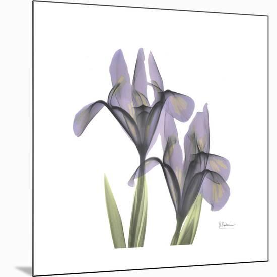Lounging Lavender 1-Albert Koetsier-Mounted Premium Giclee Print