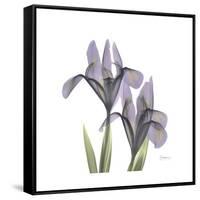 Lounging Lavender 1-Albert Koetsier-Framed Stretched Canvas