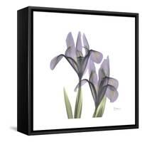 Lounging Lavender 1-Albert Koetsier-Framed Stretched Canvas