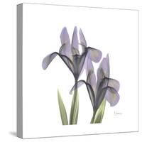 Lounging Lavender 1-Albert Koetsier-Stretched Canvas