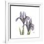Lounging Lavender 1-Albert Koetsier-Framed Premium Giclee Print