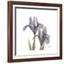 Lounging Lavender 1-Albert Koetsier-Framed Premium Giclee Print