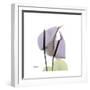 Lounging Lavender-Albert Koetsier-Framed Premium Giclee Print