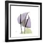 Lounging Lavender-Albert Koetsier-Framed Premium Giclee Print