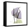 Lounging Lavender-Albert Koetsier-Framed Stretched Canvas