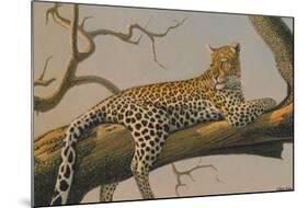 Lounging Leopard-Clive Kay-Mounted Art Print