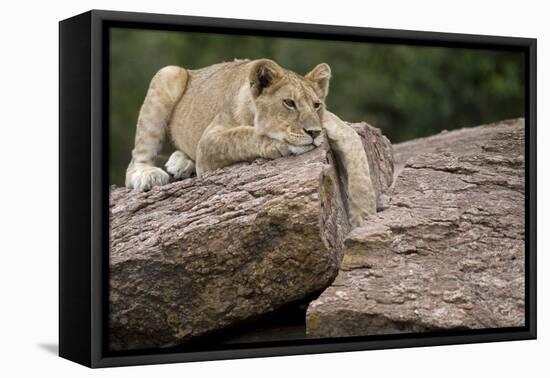 Lounging-Susann Parker-Framed Stretched Canvas