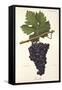 Lourella Grape-A. Kreyder-Framed Stretched Canvas