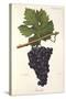 Lourella Grape-A. Kreyder-Stretched Canvas