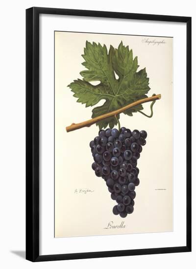 Lourella Grape-A. Kreyder-Framed Giclee Print