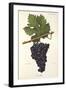 Lourella Grape-A. Kreyder-Framed Giclee Print