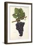 Lourella Grape-A. Kreyder-Framed Giclee Print